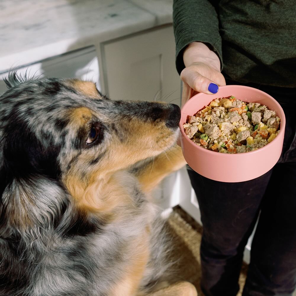 Portrait of dog licking