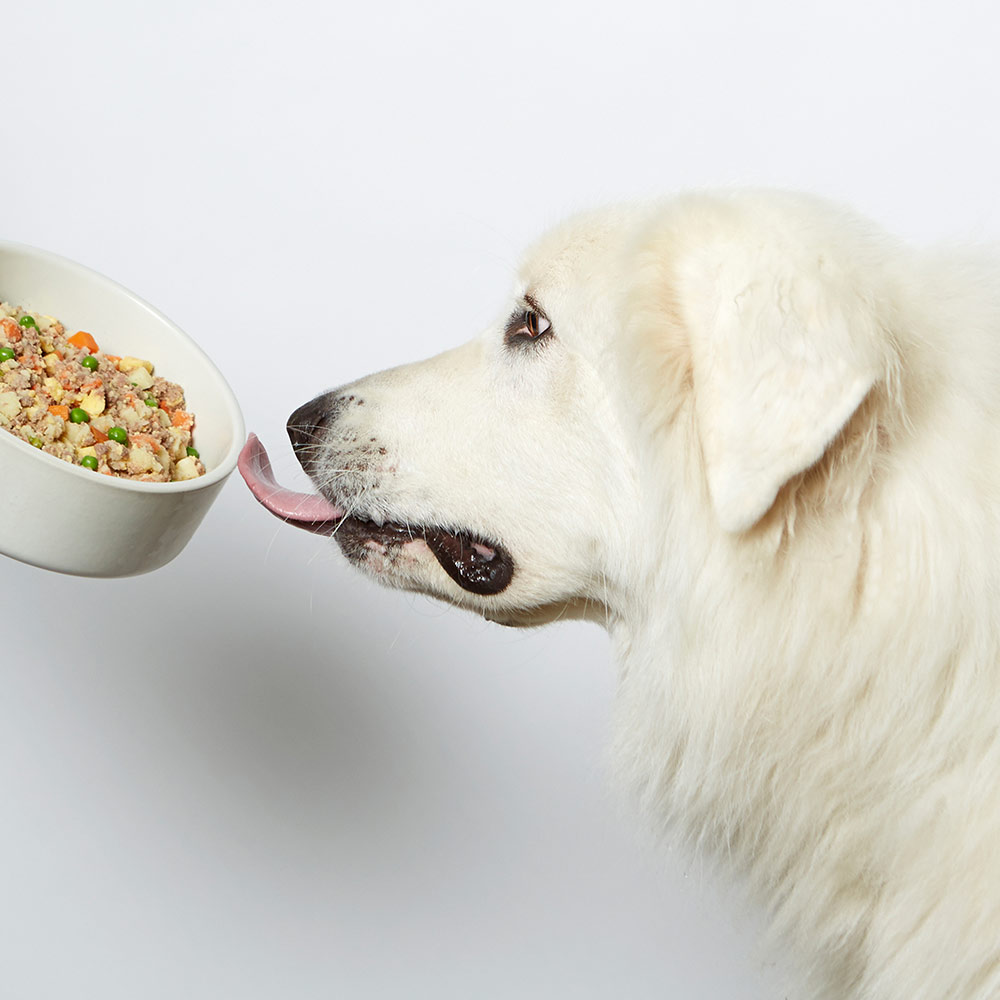 Good smelling dog food clearance