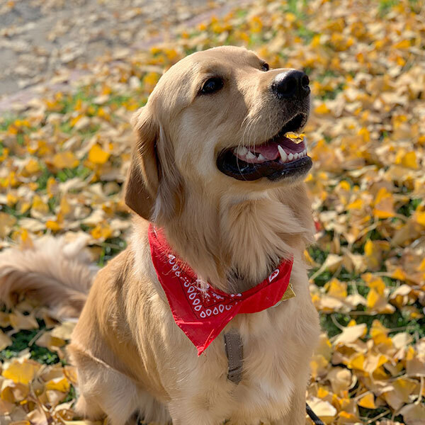 Katsu the golden retriever looking sharp in her red bandana.